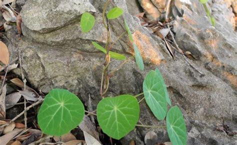 山烏龜 風水